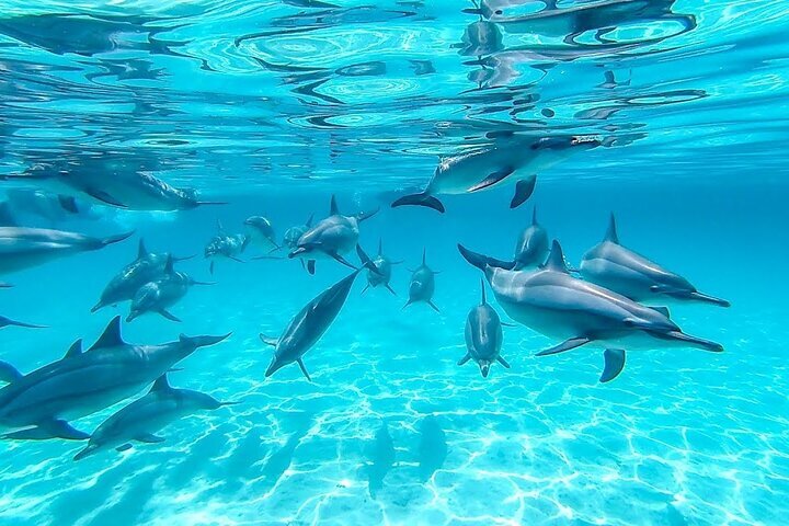 marsa-alam-dolphin-house