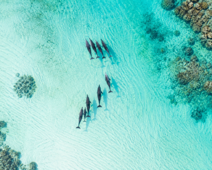 Dolphin House