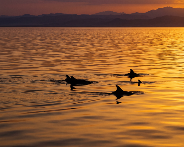 Dolphin House